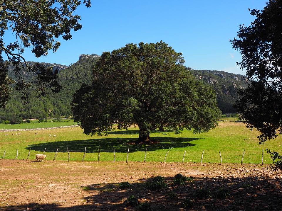 Grass field