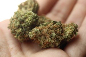  weed