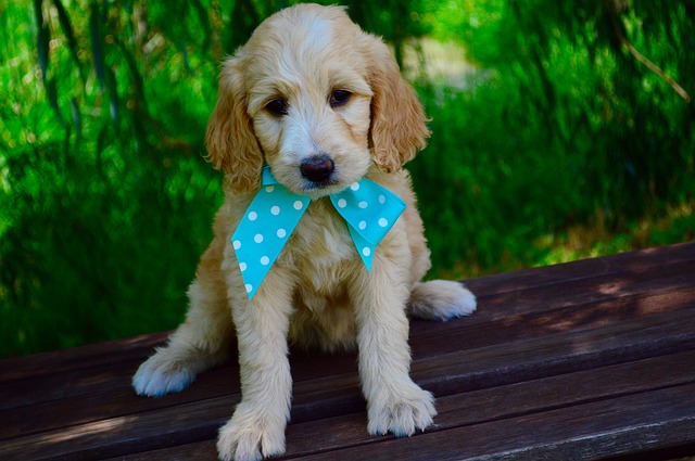 cute puppy