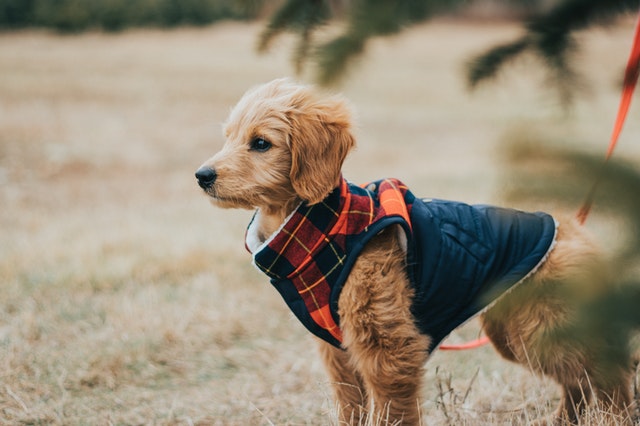 dog on a leash