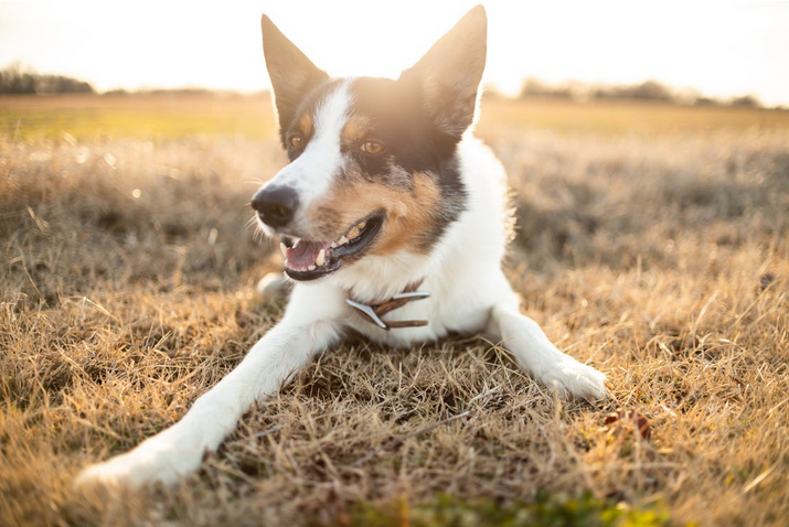 stubborn dog