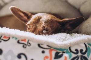 sneaky dog